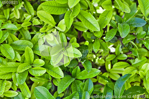 Image of Green leaves pattern background.