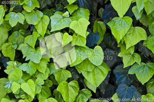 Image of Green leaves pattern background.