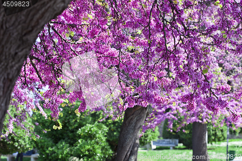 Image of Branches with fresh pink flowers in the morning sunlight. Spring