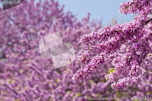 Image of Branches with fresh pink flowers in the morning sunlight against