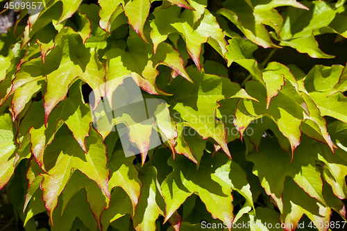 Image of Green leaves pattern background.