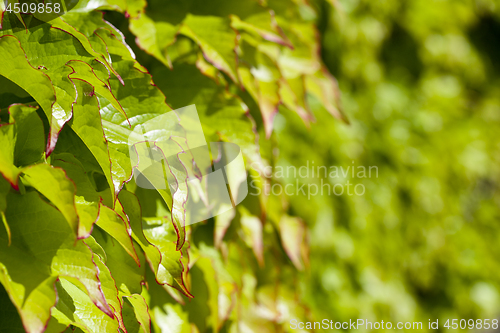 Image of Green leaves pattern background.