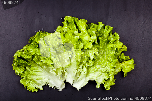 Image of Green organic lettuce salad leaves on black background.