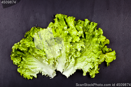Image of Green organic lettuce salad leaves on black background.