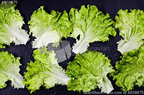 Image of Green organic lettuce salad leaves on wet black background.