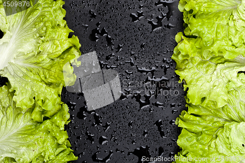 Image of Green organic lettuce salad leaves frame on wet black background