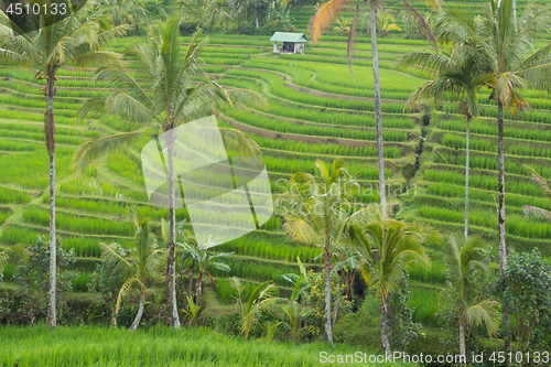 Image of Jatiluwih rice terraces and plantation in Bali, Indonesia, with palm trees and paths.