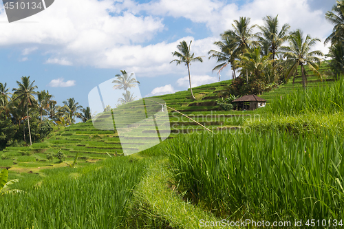 Image of Jatiluwih rice terraces and plantation in Bali, Indonesia, with palm trees and paths.