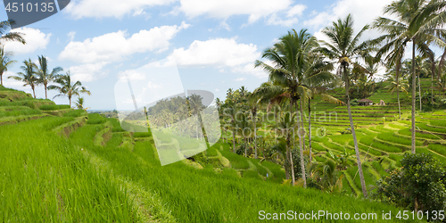 Image of Jatiluwih rice terraces and plantation in Bali, Indonesia, with palm trees and paths.