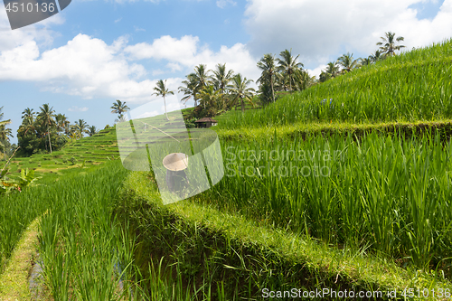 Image of Female farmer wearing traditional asian paddy hat working in beautiful Jatiluwih rice terrace plantations on Bali, Indonesia, south east Asia