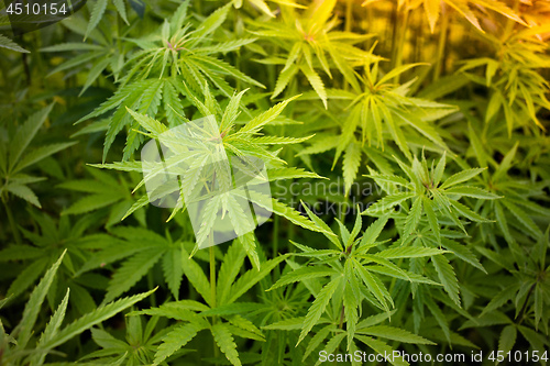 Image of Cannabis plantation