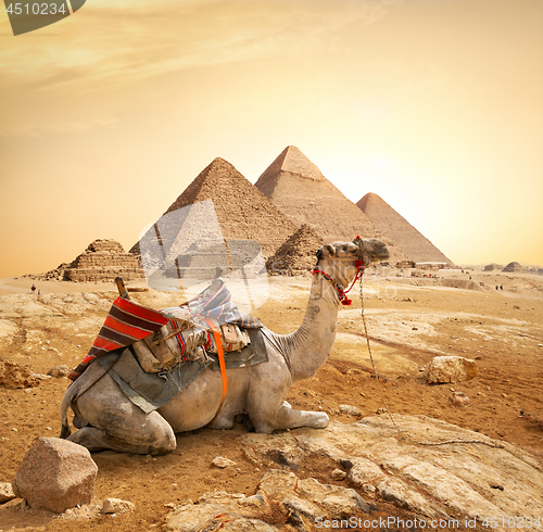 Image of Camel and Pyramids