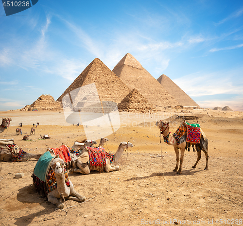 Image of Camels and Pyramids