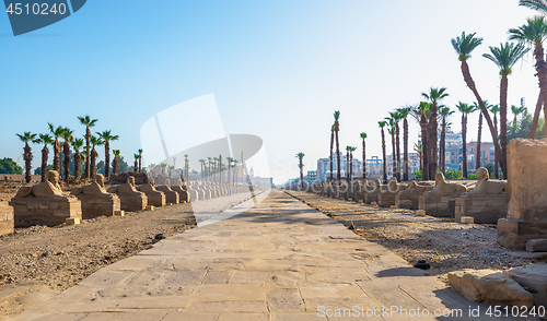 Image of Temple Luxor sphinxes