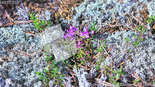 Image of Flowering Breckland Wild Thyme Close-up Among Lichen