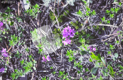 Image of Flowering Breckland Wild Thyme Growing In The Forest Floor