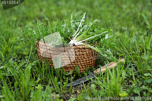 Image of Dandelion