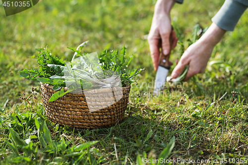 Image of Dandelion