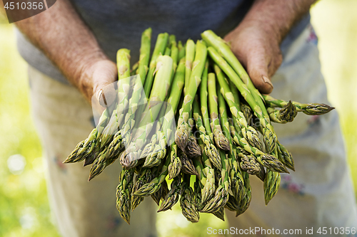 Image of Asparagus