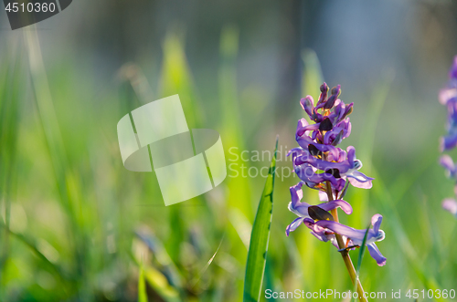 Image of Beautiful purple early springtime flower in green grass