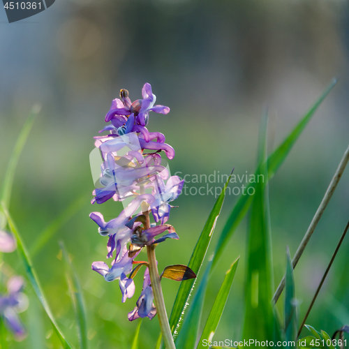 Image of Beautiful early springtime flower