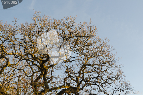 Image of Wide bare oak tree top