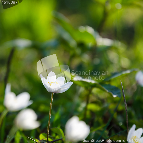 Image of Beautiful wood anemone on a forest ground