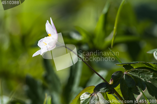 Image of Blossom wood anemone closeup