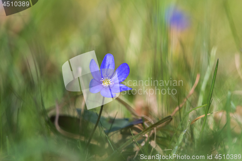 Image of Blue Anemone closeup