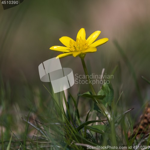 Image of Beautiful Pilewort closeup