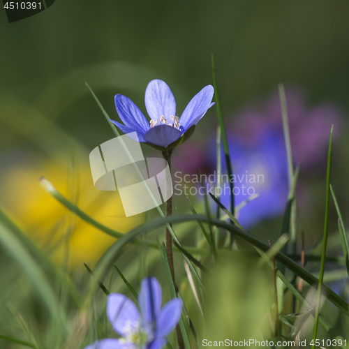 Image of Colorful blue Anemone closeup