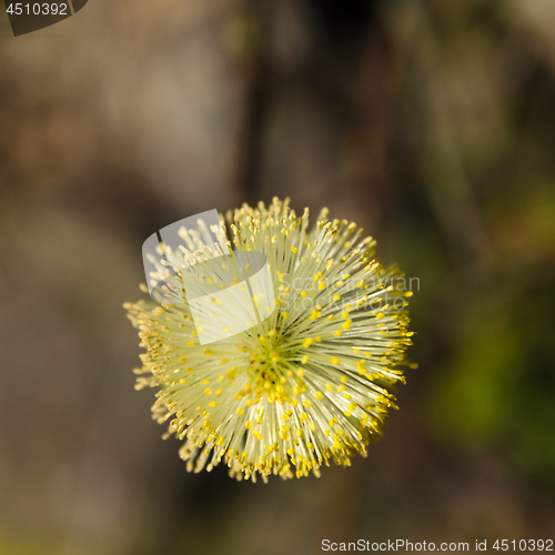 Image of Blossom willow catkin closeup