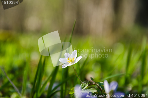 Image of Beautiful blossom wood anemone