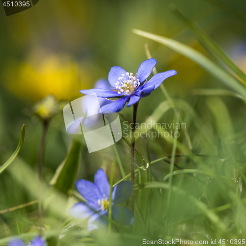Image of Beautiful blue Anemone closeup