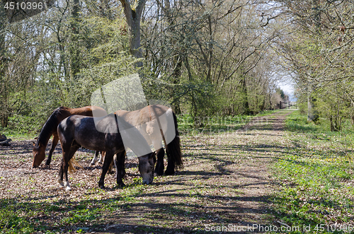 Image of Group with grazing horses by spring season in a deciduous forest