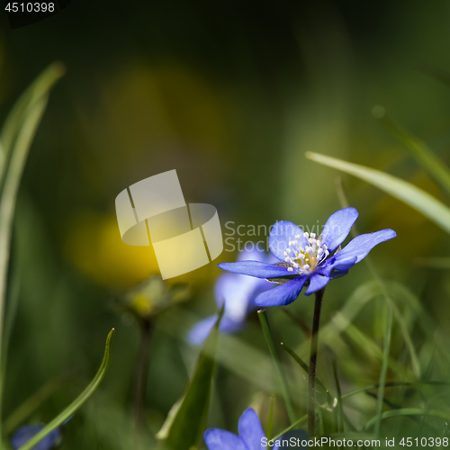 Image of Sunlit Blue Anemone closeup