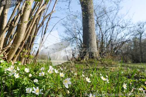 Image of Beautiful springtime view from a swedish nature reserve