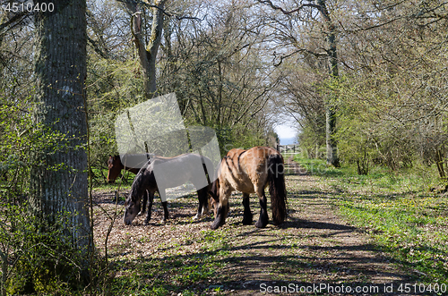 Image of Grazing horses by spring season in a deciduous forest