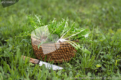 Image of Dandelion