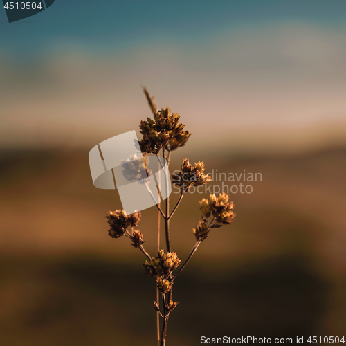 Image of Wild flower