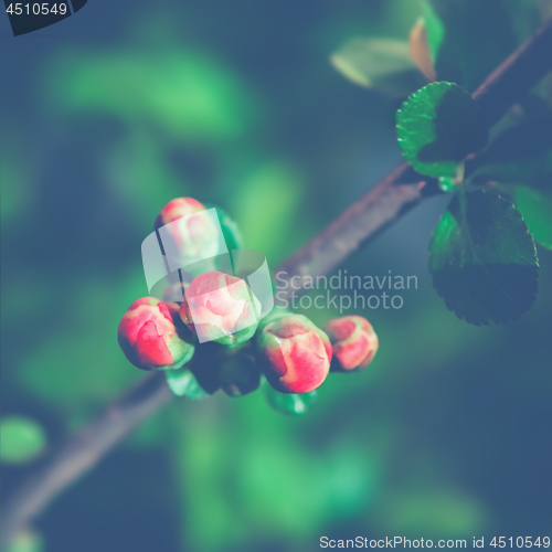 Image of Floral Blurred Background Of Quince Blossom Close-up