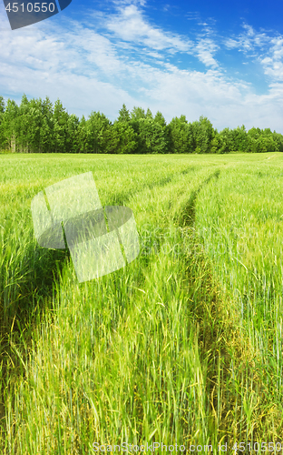 Image of Wheel Tracks On The Barley Field In The Countryside