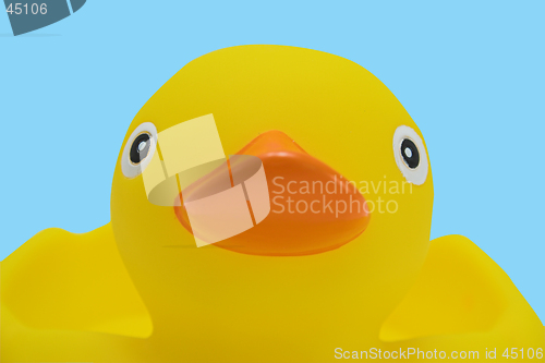 Image of Rubber duck