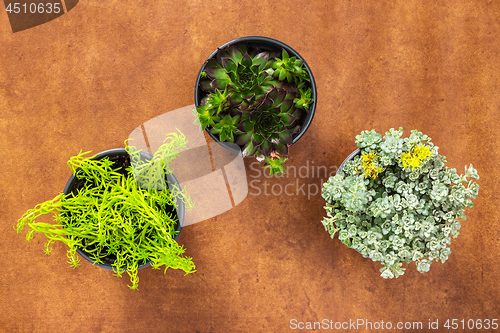 Image of Three succulent plants on leather background