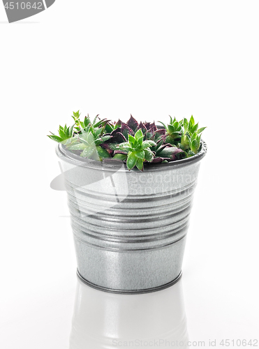 Image of Hens and chicks succulent plant in a metal pot