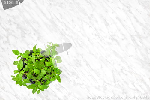 Image of Basil in a white pot on marble background