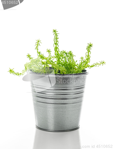 Image of Sedum succulent plant in a metal pot