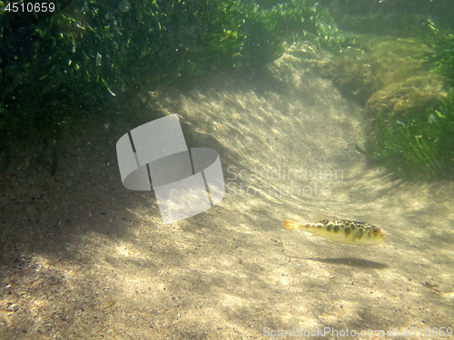 Image of Underwater little spotted fish in the ocean shallows