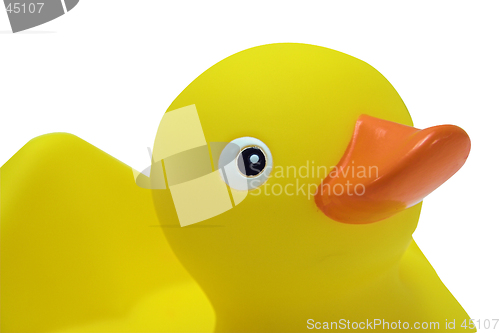 Image of Rubber duck