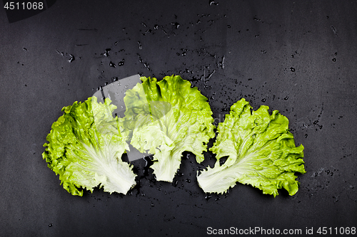 Image of Green organic lettuce salad leaves on black background. 